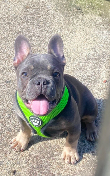 French bulldogs