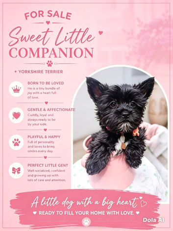 LAST GIRL! Mini Black Yorkshire Terrier