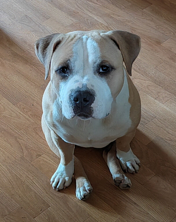 6 years old female pocket bully cross stuffie