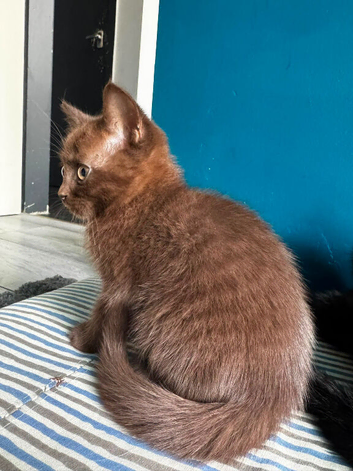 British Scottish short hair
