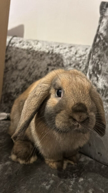 2 Mini Lop / Holland Lop Rabbits &ndash; Rolo & Moon