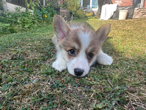 READY NOW! Beautiful Pembroke Welsh Corgi Puppies &ndash; Ready Soon
