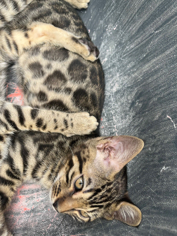 Magical bengals