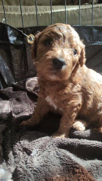 Cavapoochon puppies, 3 Girls, 2 Boys