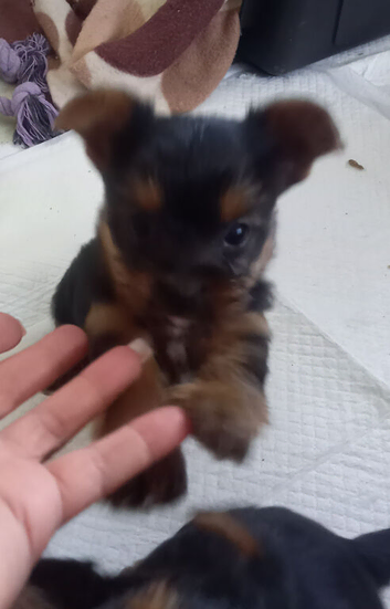 Toy/miniature Yorkshire terrier puppies