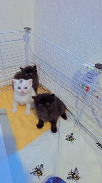 Unique fluff kittens