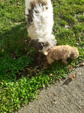 Cockapoo puppy for sale