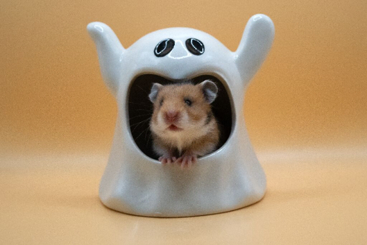 Pedigree Syrian Hamster Pups