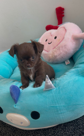 Stunning chihuahua long coat KC Reg