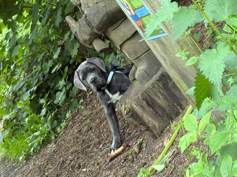 Cane corsa