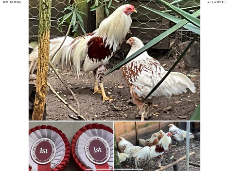 6 FERTILE YOKOHAMA RED SADDLE hatching eggs now available in Ferndown, BOURNEMOUTH
