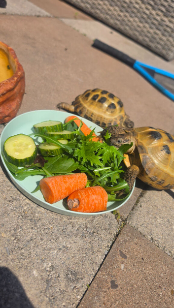 2x horsefield tortoises