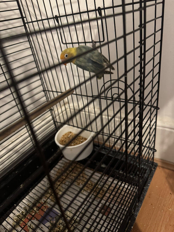 Love birds for sale