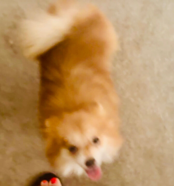 Lovely puppys and Nice color and soft and soft orange and white fur