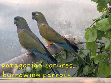 Proven male patagonian conure