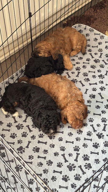 F1B cavapoos