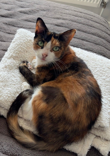 Callie is looking for a quiet, loving home.
