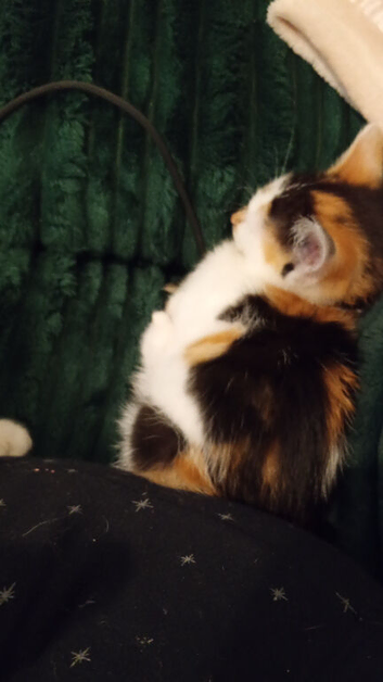 Kittens for sale