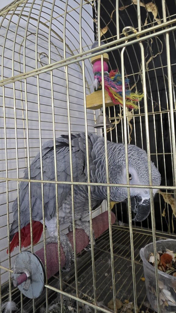 African grey  2 years old