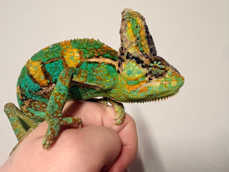 Yemen Chameleon Male at Birmingham Reptiles