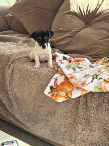 Tea cup size Jack Russell puppy