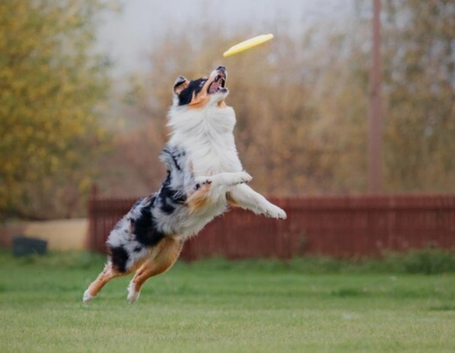 Private secure dog exercise paddock