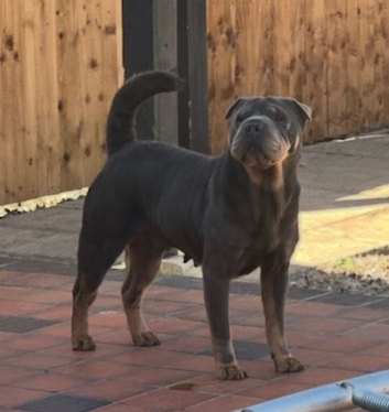 Blue & tan Sharpei girl