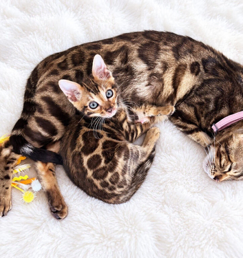 TICA Registered Bengal snow 5 Generation Pedigree