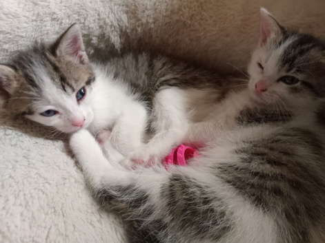 8 week old kittens