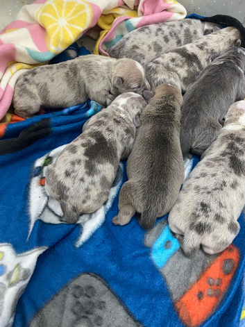 7 puppies available