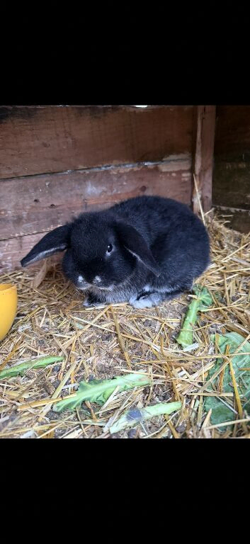 Mini lop