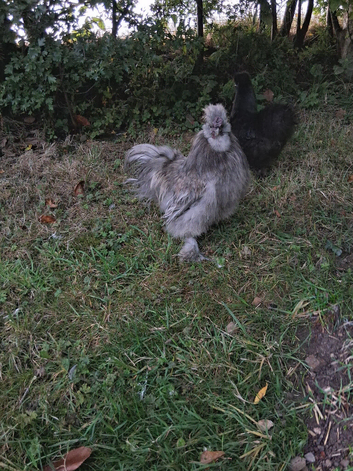 Grey Silkie Cockerel 12m Old