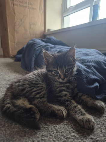 Kittens