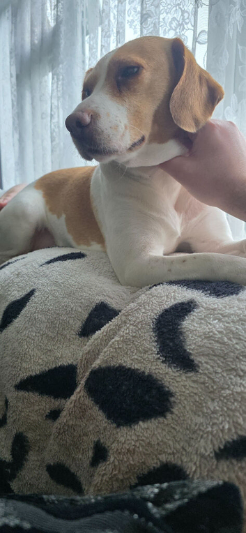 Lemon beagle
