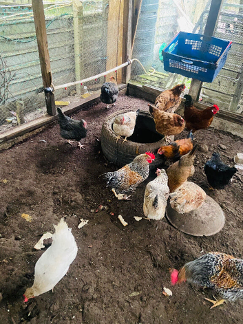 Chicken