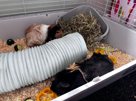 Two female Guinea pigs + set up