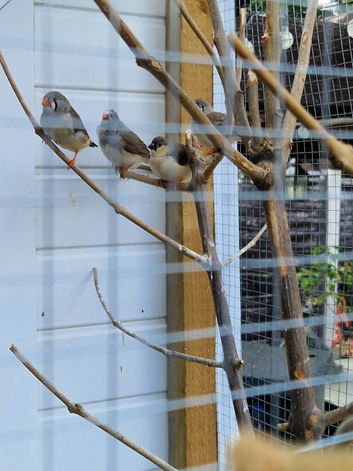 Young finches