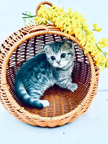 We only have 1 Pure breed Scottish Fold kitten left