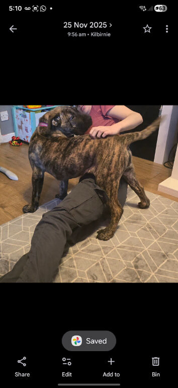 Presa canario x boerboel female