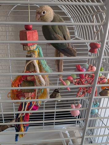 Green cheek Cinnamon turquoise young conure