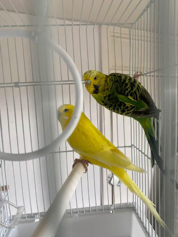 Pair budgie
