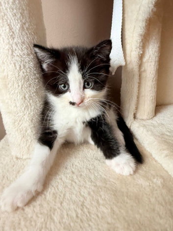 5 Beautiful Kittens