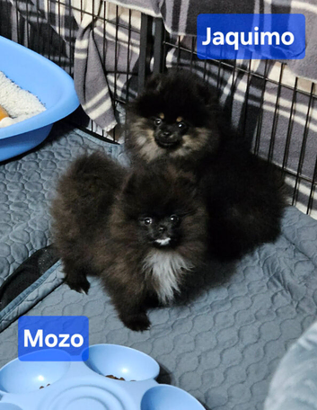 FULLY VACCINATED.   Champion bloodlines. kc registered Pomeranian puppies