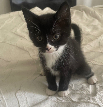 9 week old kittens for sale
