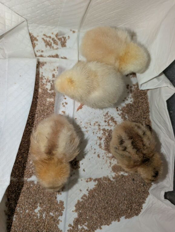 Mixed breed chicks Unsexed