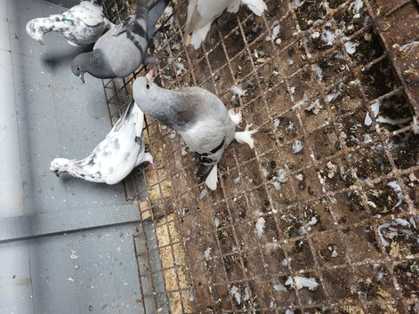 Two young Turkish takla for sale