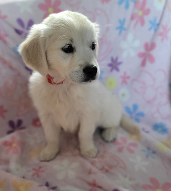 ***Last girl***Snowy white retriever puppies