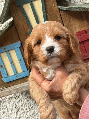 F1 Cavapoo Boy Available