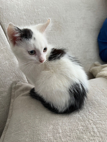 Beautiful white girl kitten