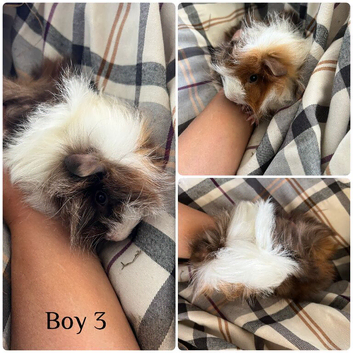 3 boys